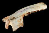 Oligocene Fossil Hemicyonine Bear (Cephalogale) Jaw - France #154983-5
